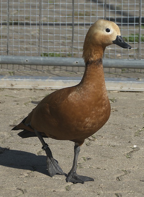场时间
